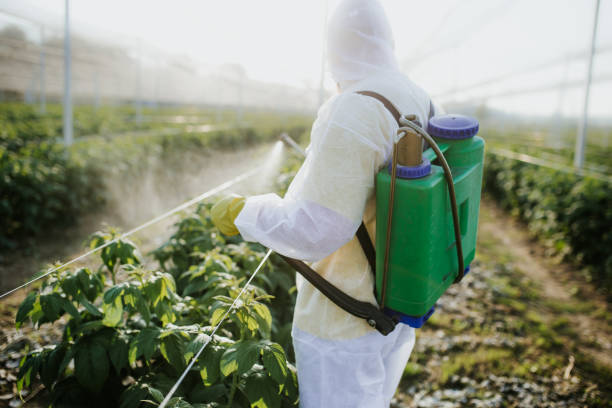Best Wasp Removal Services  in Lakes East, CT